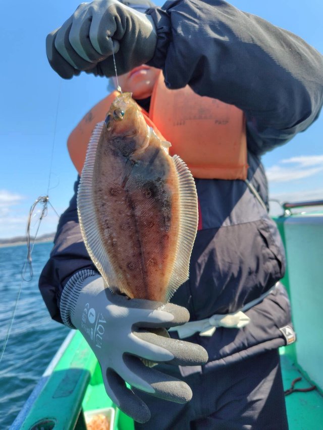 カレイ(マコガレイ)