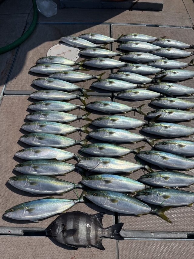 イシダイ・ハマチ(ブリ)