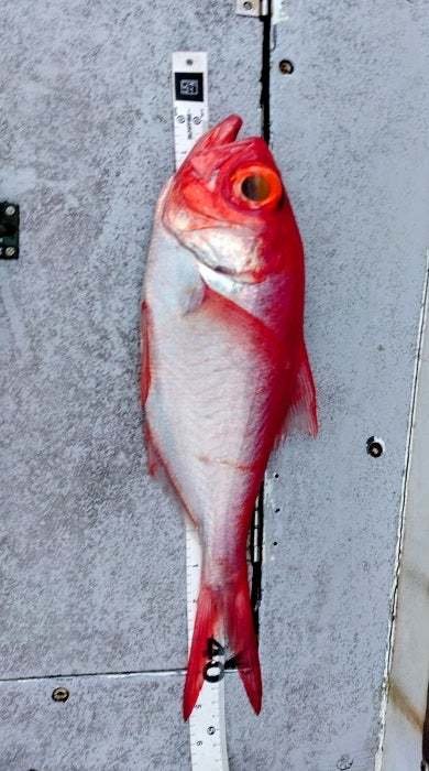 キンメ(キンメダイ)