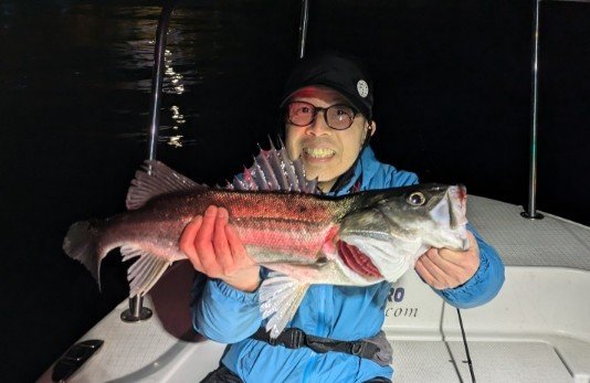 シーバス(スズキ)