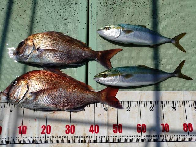 タイ(マダイ)・ハマチ(ブリ)