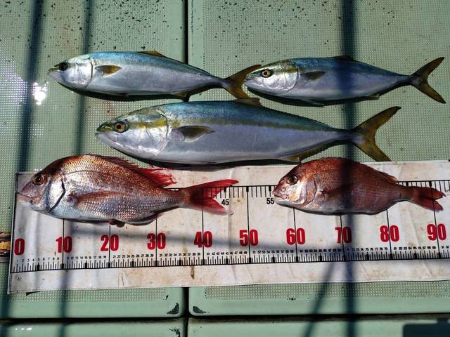 タイ(マダイ)・ハマチ(ブリ)・メジロ(ブリ)