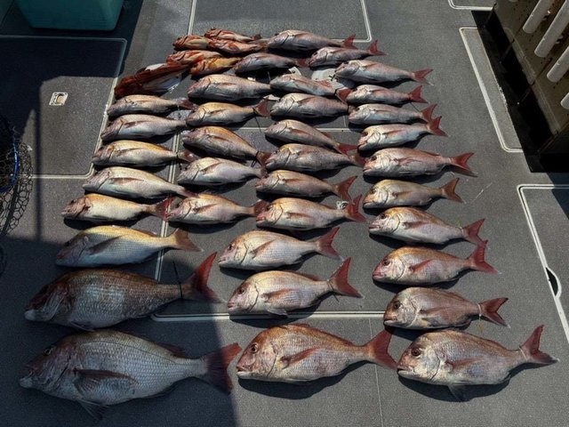 マダイ・カサゴ