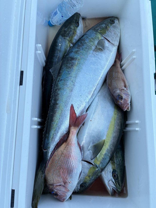 マダイ・ブリ・メジロ(ブリ)