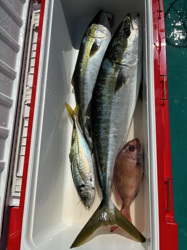 マダイ・ブリ・メジロ(ブリ)