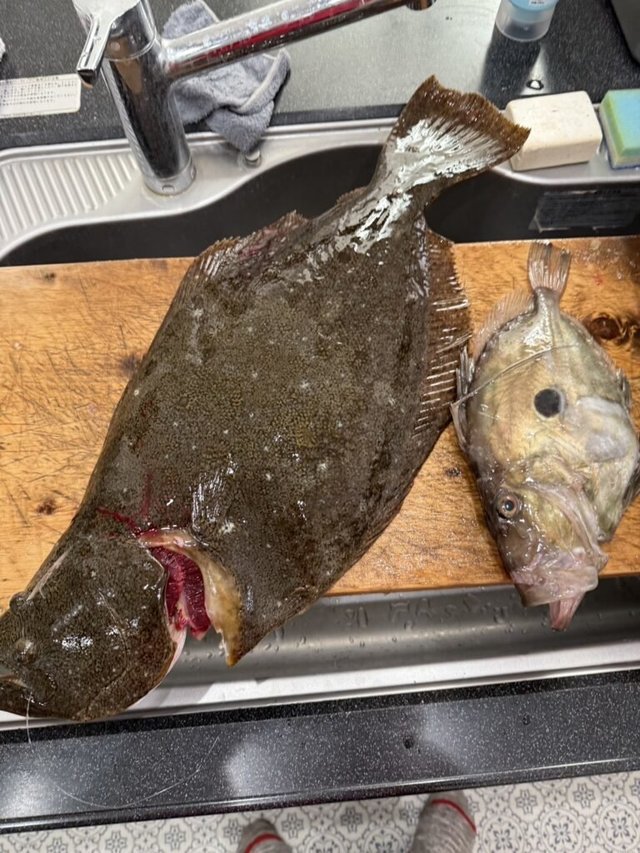 ヒラメ・マトウダイ