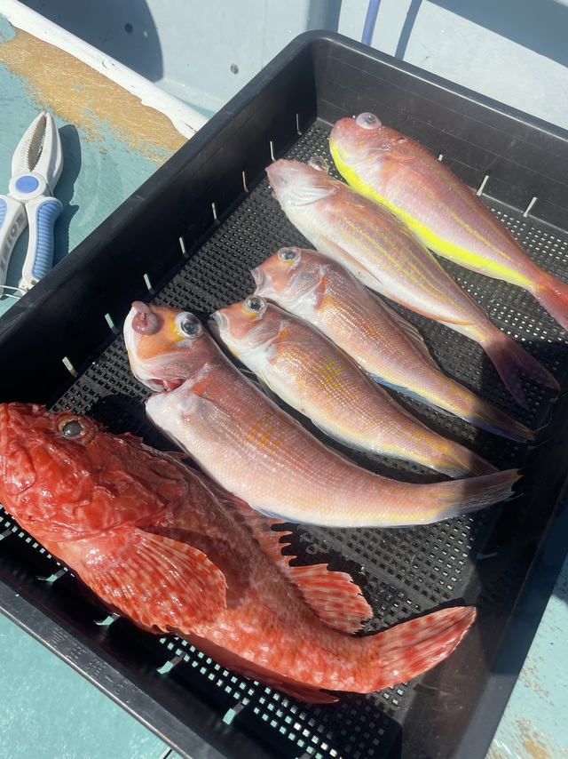 アマダイ(アカアマダイ)・イトヨリ(イトヨリダイ)・オニカサゴ