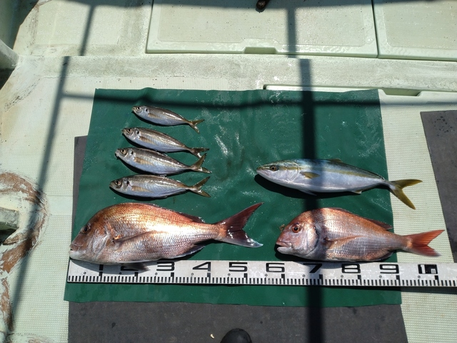 マダイ・マアジ・ハマチ(ブリ)