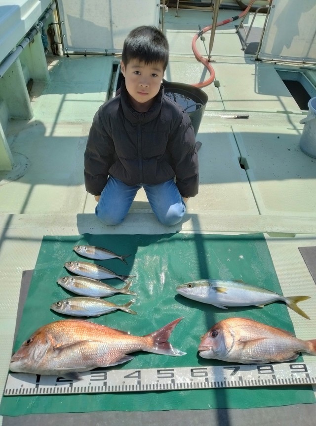 マダイ・マアジ・ハマチ(ブリ)