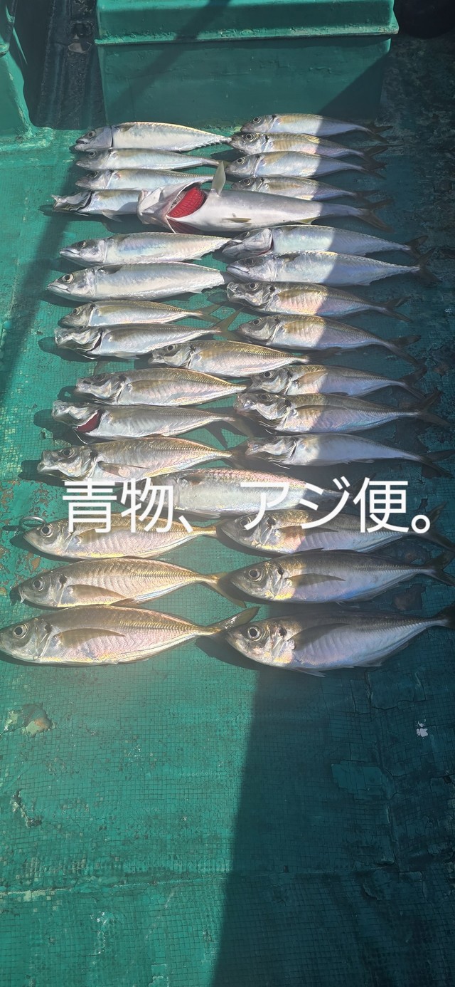 アジ(マアジ)・ハマチ(ブリ)