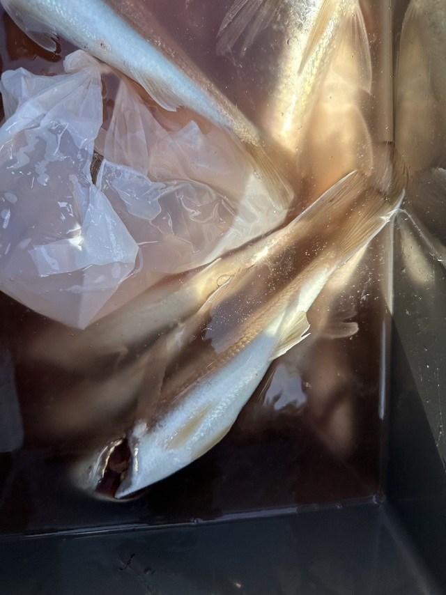 イシモチ(シログチ)