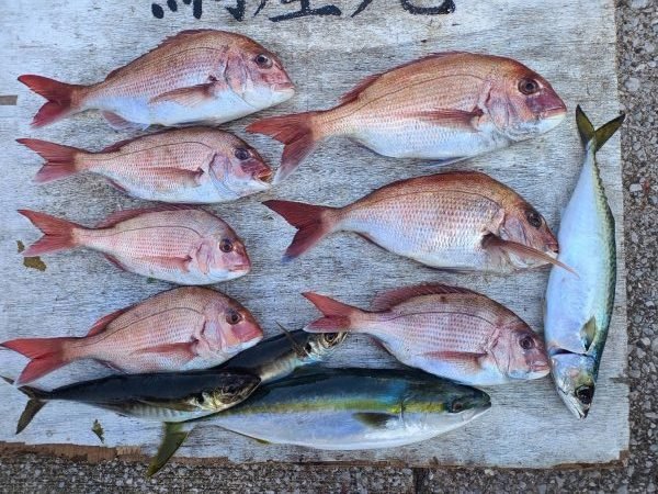 マダイ・アジ(マアジ)・イナダ(ブリ)