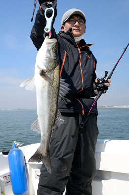 シーバス(スズキ)