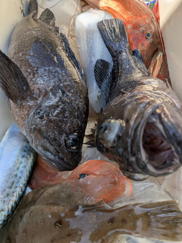 クロソイ・ホウボウ・サバ(ゴマサバ)