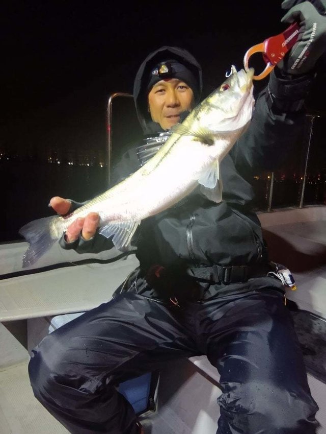 シーバス(スズキ)