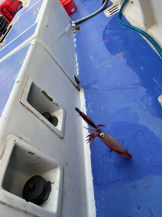 マルイカ(ケンサキイカ)