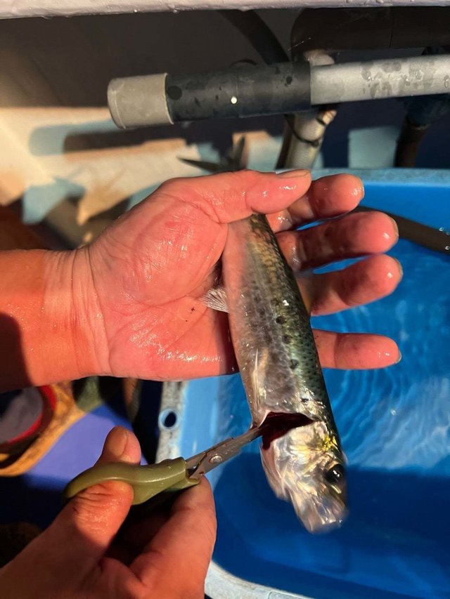 イワシ(カタクチイワシ)