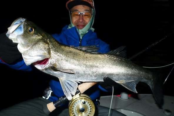 シーバス(スズキ)