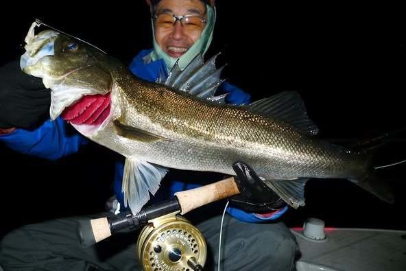 シーバス(スズキ)