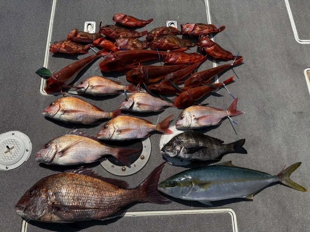 マダイ・クロダイ・ヒラマサ・カサゴ・ホウボウ