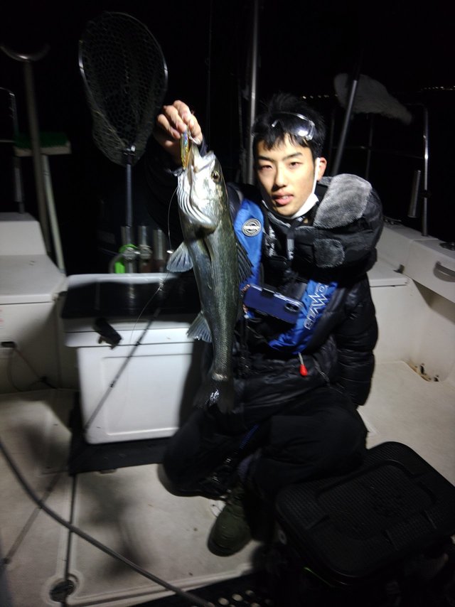 シーバス(スズキ)