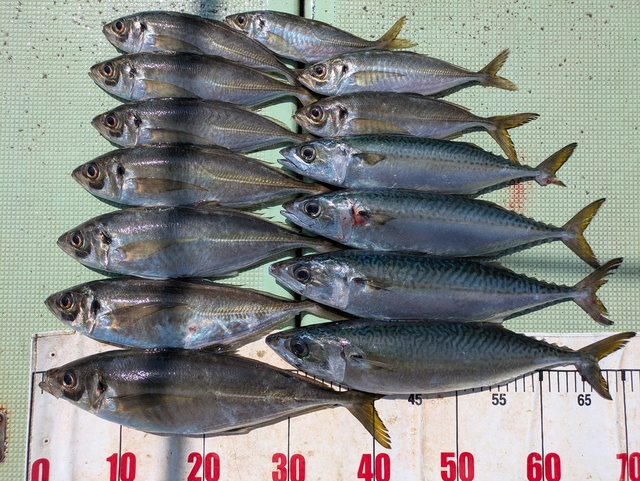 アジ(マアジ)・マサバ