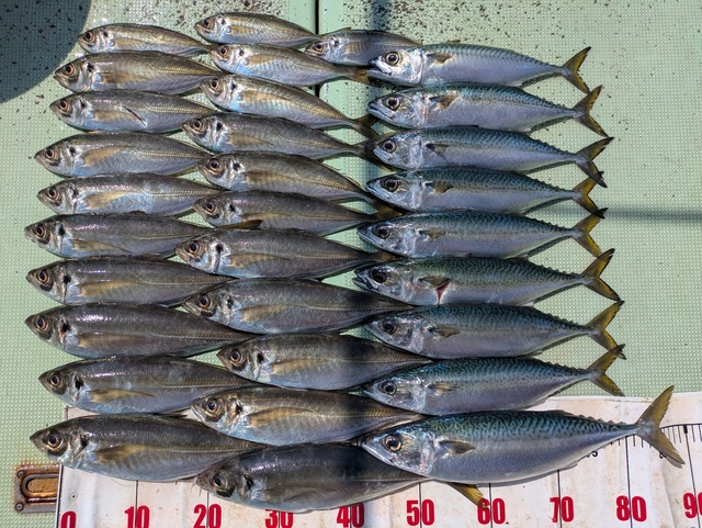 アジ(マアジ)・マサバ