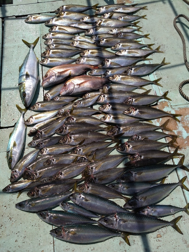 タイ(マダイ)・アジ(マアジ)・ハマチ(ブリ)・メジロ(ブリ)・サバ(マサバ)