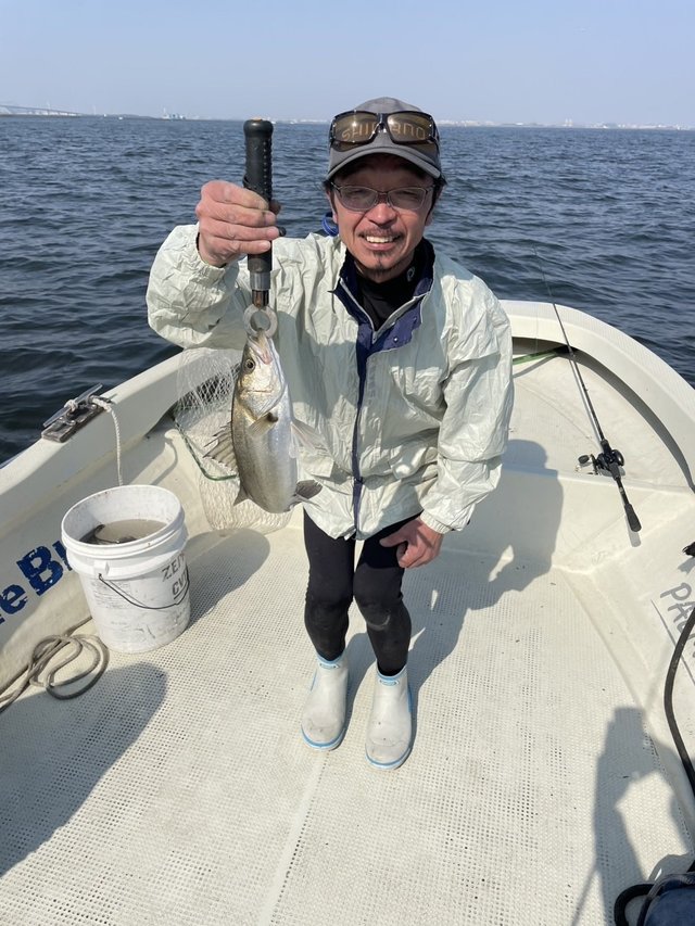 シーバス(スズキ)