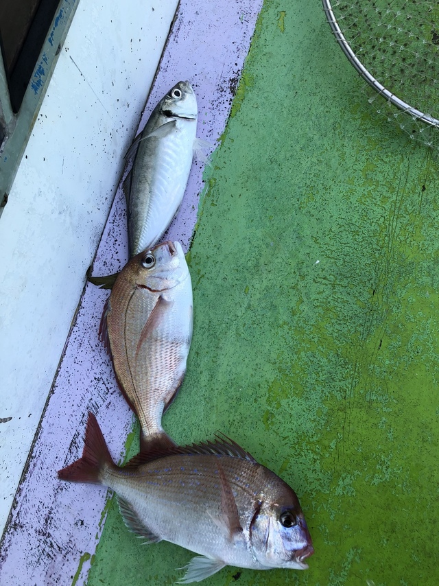 ハナダイ(チダイ)