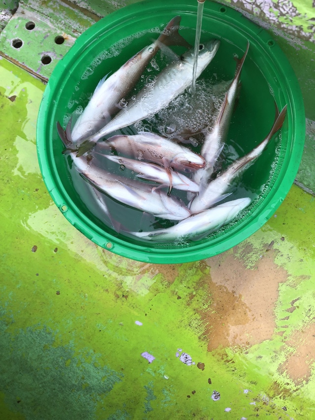 ハナダイ(チダイ)