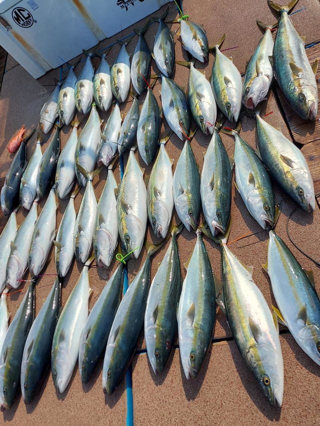 ヤズ(ブリ)・ヒラマサ