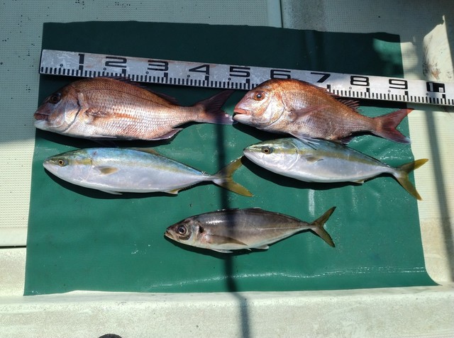 マダイ・マアジ・ツバス(ブリ)