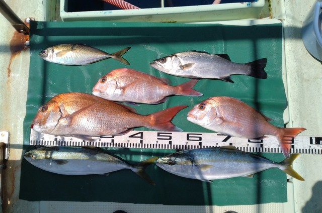 マダイ・スズキ・マアジ・ツバス(ブリ)・ハマチ(ブリ)