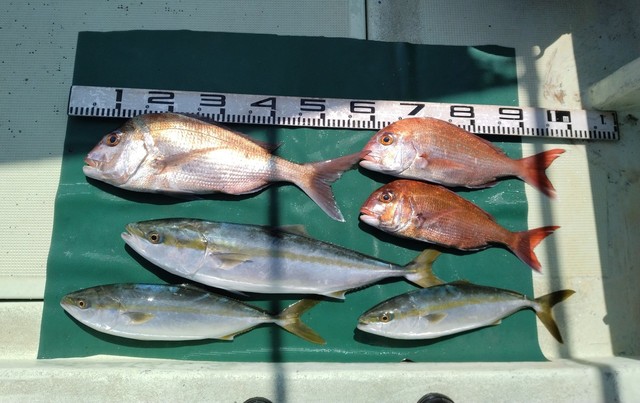 マダイ・ツバス(ブリ)・ハマチ(ブリ)