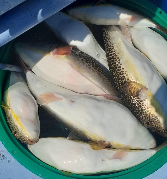 ショウサイフグ