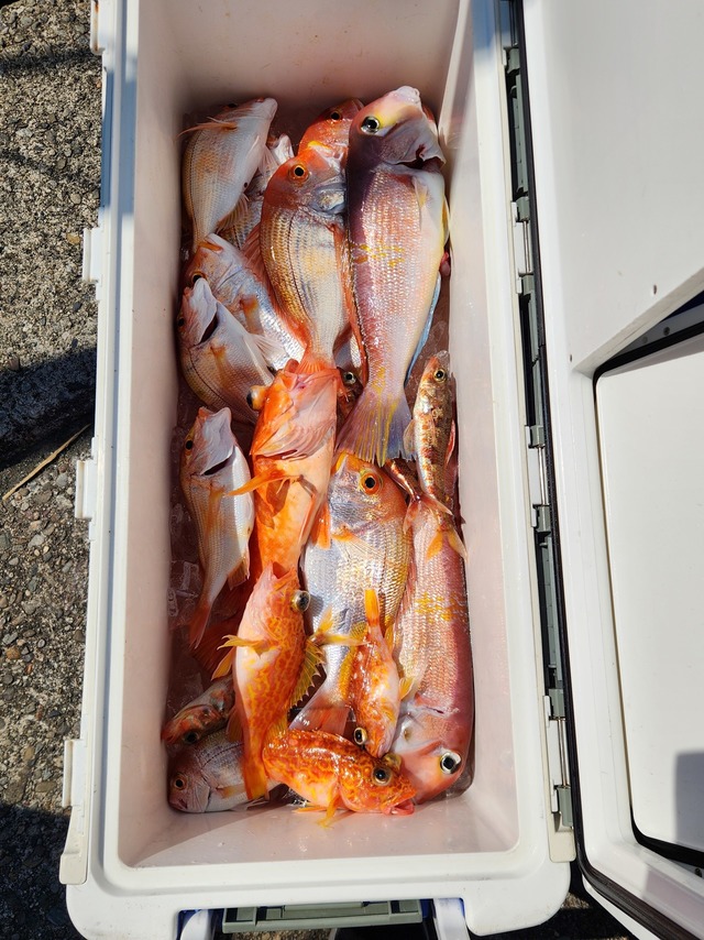 アマダイ(アカアマダイ)