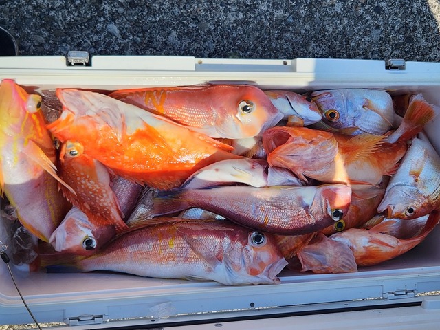 アマダイ(アカアマダイ)