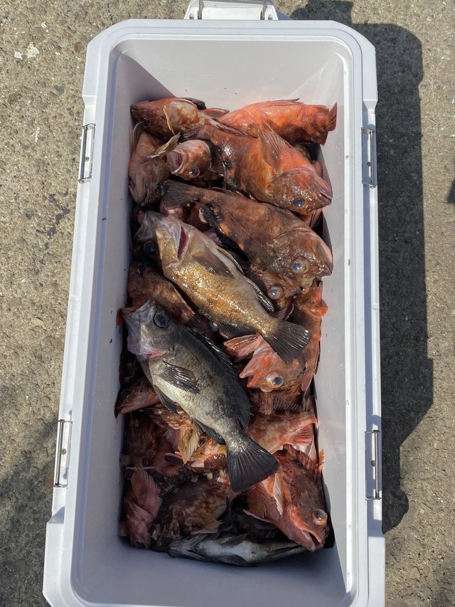 ガシラ(カサゴ)・メバル