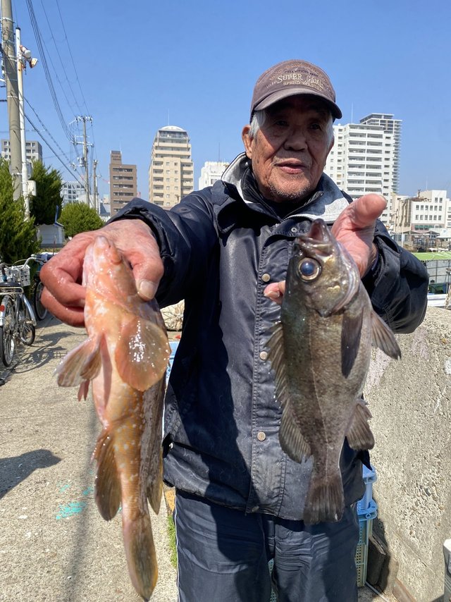 メバル・アコウ(アコウダイ)