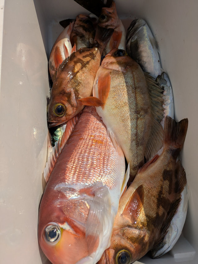 アマダイ(アカアマダイ)・ウスメバル