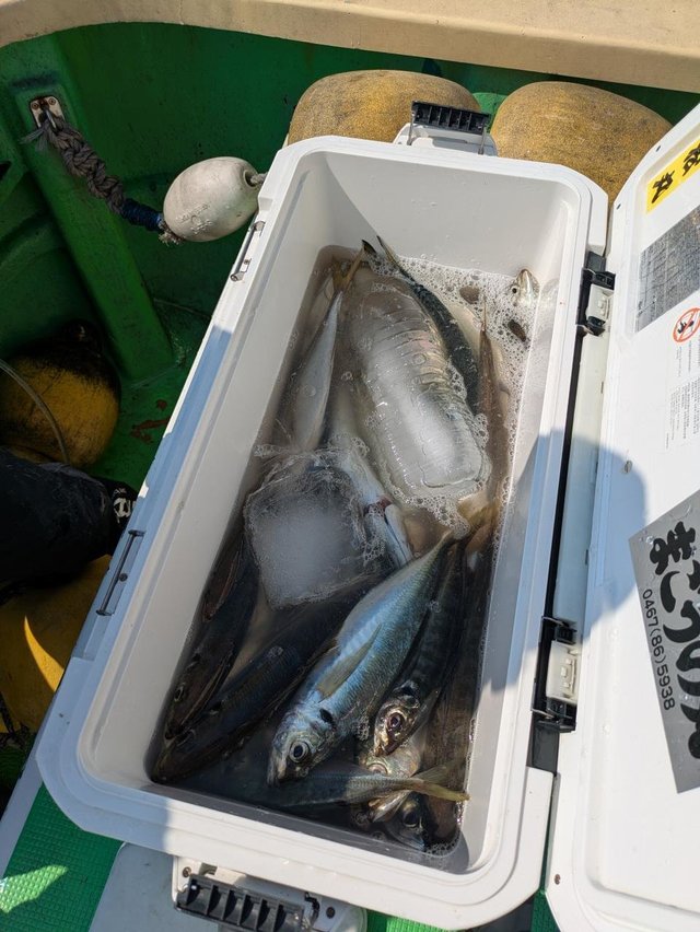 アジ(マアジ)・サバ(ゴマサバ)