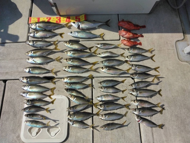 アジ(マアジ)・マサバ・ガシラ(カサゴ)