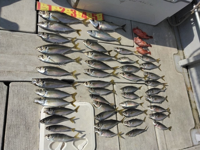 アジ(マアジ)・マサバ・ガシラ(カサゴ)