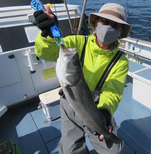 シーバス(スズキ)