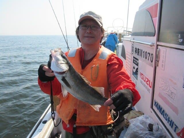 シーバス(スズキ)