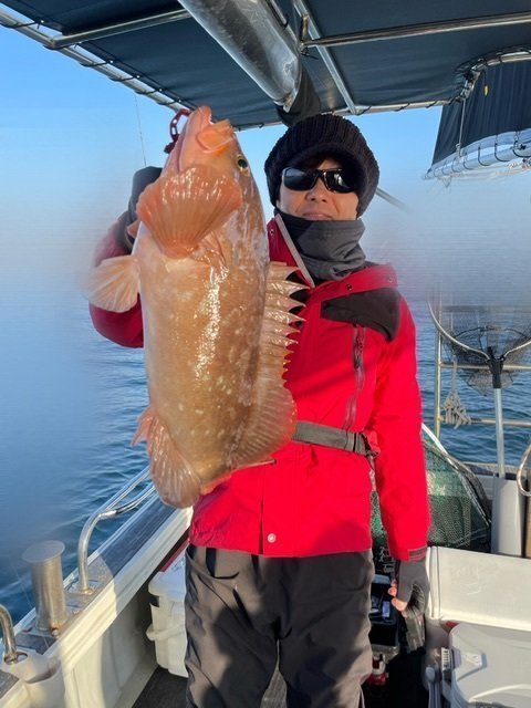 アコウ(キジハタ)