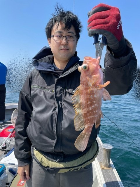 アコウ(キジハタ)