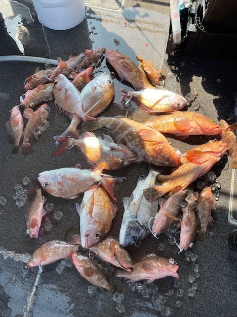 アコウ(キジハタ)