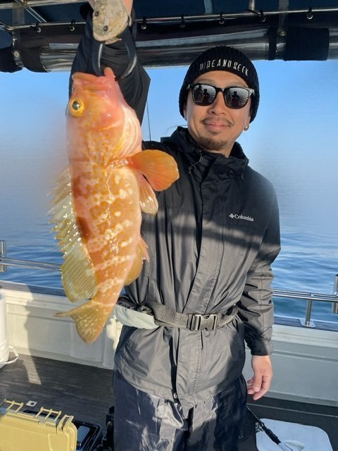 アコウ(キジハタ)